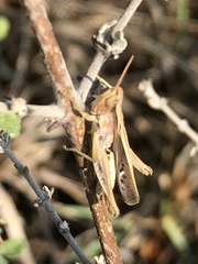 Orphulella tolteca