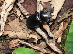 Neolucanus sinicus championi