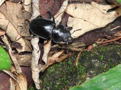 Neolucanus sinicus championi