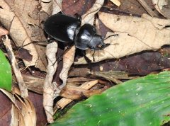 Neolucanus sinicus championi