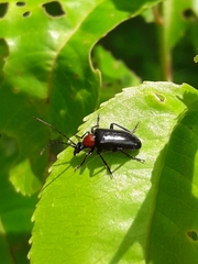 Rhagiini