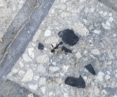 Aphaenogaster senilis
