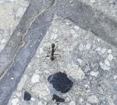 Aphaenogaster senilis