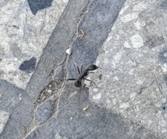 Aphaenogaster senilis