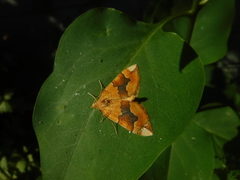 Cidaria fulvata