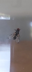 Seioptera vibrans
