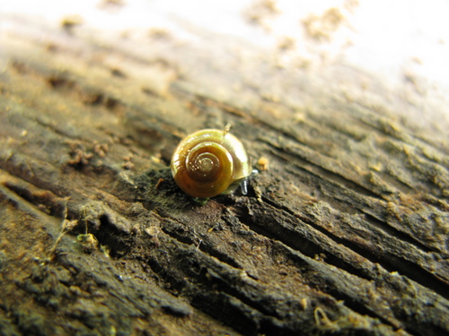 Oxychilus translucidus