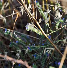 Echium plantagineum
