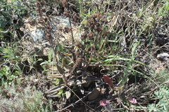 Lenophyllum acutifolium