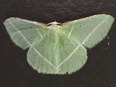 Dichorda illustraria