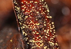 Lachnum pteridophyllum