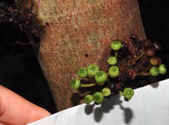 Ficus fistulosa