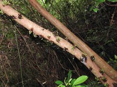 Ficus fistulosa