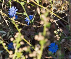 Cichorium pumilum