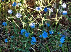 Cichorium pumilum