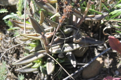 Lenophyllum acutifolium