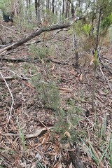 Hakea decurrens physocarpa