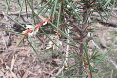 Hakea decurrens physocarpa