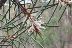 Hakea decurrens physocarpa
