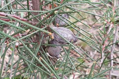 Hakea decurrens physocarpa