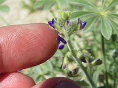 Lupinus shockleyi