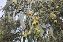 Eucalyptus tricarpa