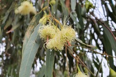 Eucalyptus tricarpa