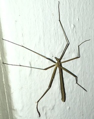 Apterobittacus apterus