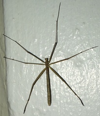 Apterobittacus apterus