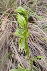 Pterostylis smaragdyna