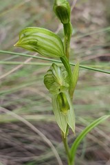 Pterostylis smaragdyna
