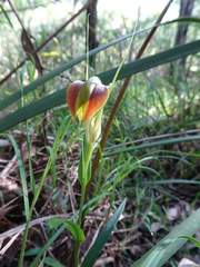 Pterostylis grandiflora
