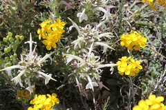 Castilleja mexicana