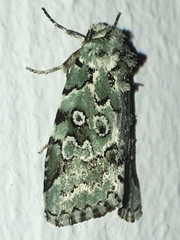 Bryolymnia viridata