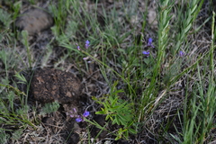 Polygala tenuifolia