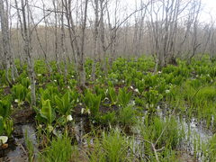 Lysichiton camtschatcensis