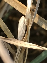 Prairiana