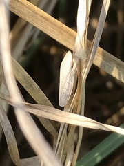 Prairiana