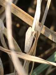 Prairiana