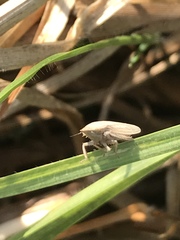 Prairiana