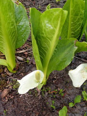 Lysichiton camtschatcensis