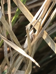 Prairiana