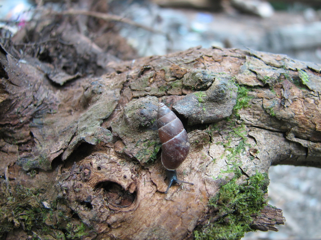 Peristoma