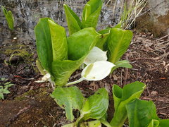 Lysichiton camtschatcensis