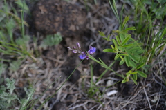 Polygala tenuifolia