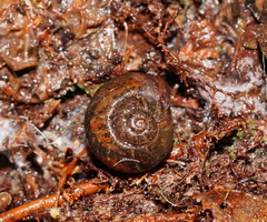 Austrorhytida