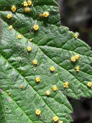 Phragmidium rubi-idaei