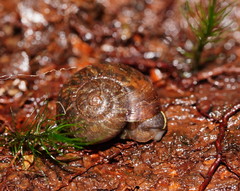 Austrorhytida