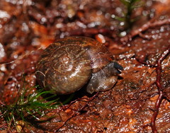 Austrorhytida
