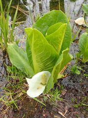 Lysichiton camtschatcensis